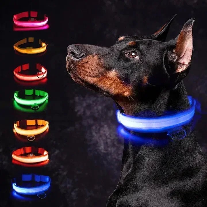 LEDCollar™ - Collier à LED pour chien - Chiensavant
