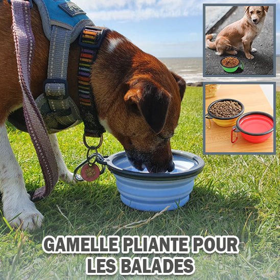 Bol de voyage pliable en silicone pour chien - Chiensavant