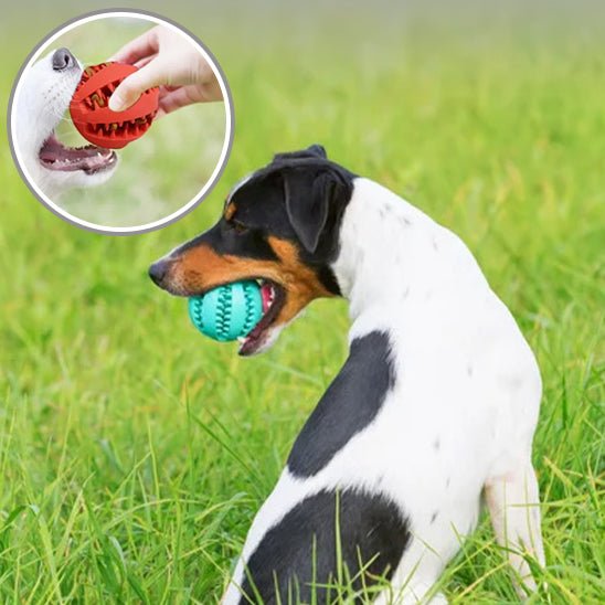 Chew ball™ - Balle à mâcher pour chien - Chiensavant