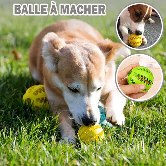 Chew ball™ - Balle à mâcher pour chien - Chiensavant