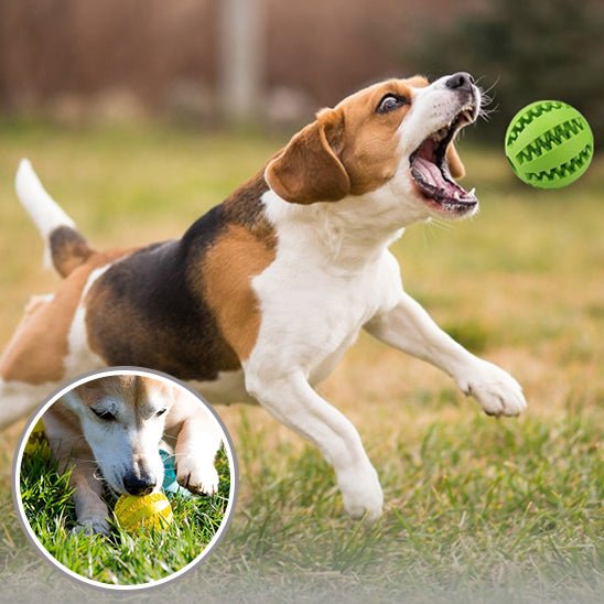 Chew ball™ - Balle à mâcher pour chien - Chiensavant