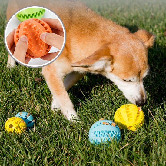 Chew ball™ - Balle à mâcher pour chien - Chiensavant