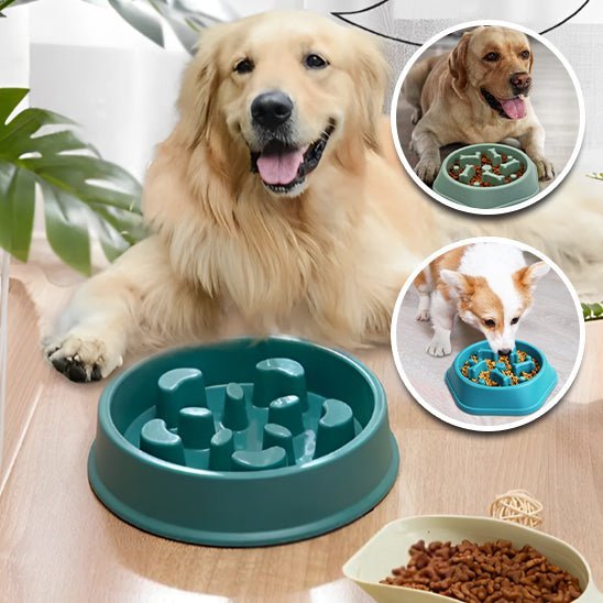 Gamelle nourriture lente pour chien - Chiensavant